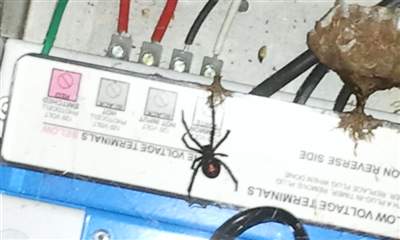 I found this spider. I left it alone because it wasn&#39;t hurting anyone. But I worried it would bite my child, so I had someone kill it. I feel terrible. 