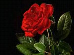 What does a red rose mean??