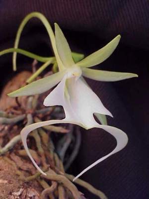 This is a ghost Orchid but I believe ghosts are real.