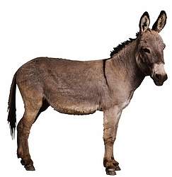 I like to dress up in a donkey suit and have people call me a jackass.