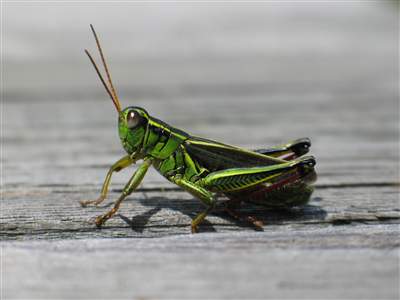 I am deathly afraid of grasshoppers.  If I see one anywhere near me I slowly back away, getting out of the possible line of flight.  This pic gives me willies.