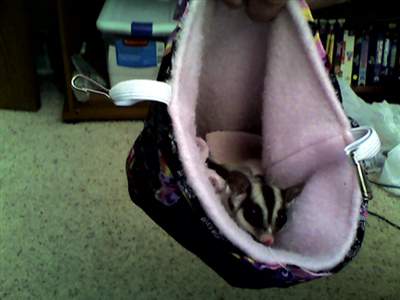 I spend around $200/month on my sugar gliders and several times daily frequent a sugar glider chatroom/website - I just cant get enough of them they are so cute
