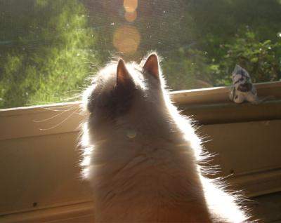 I think that a cat basking in the sunlight smells good.