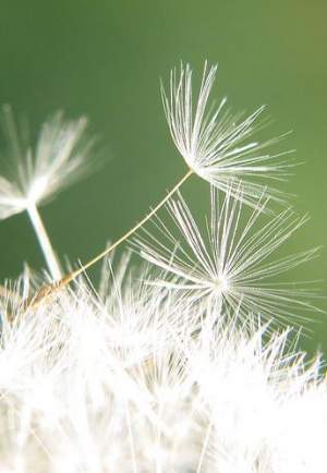 I love to imagine that I'm a drifting dandelion feather