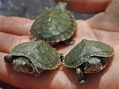 I wish those baby turtles' mother would have never flew across the road because now they are homeless and dead and it makes me sad. :(