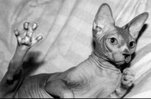 I believe hairless cats are aliens.