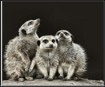 I was devisdated last year when they announced that Mama Meercat had been Killed.  Couldn't stop cryig for days.