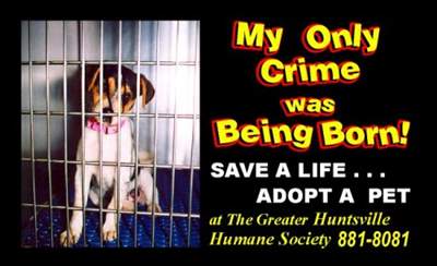 I feel personally responsible that I can't save each and every abused animal, although I have 8 rescues of my own. How can anyone abandon or hurt animals? 