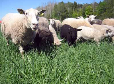 Sometimes at night I wear a sheep costume and mingle with the neighbor's herd. No lie.