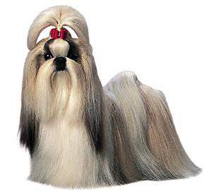 After making my childhood so miserable, I'm glad to see you're single, fat, and have the same haircut as my in-laws shih tzu.