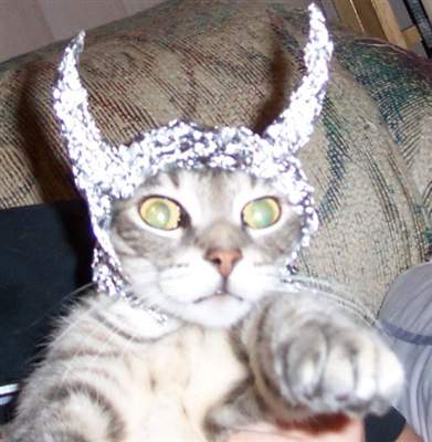 My cat &quot;Lil' Payne&quot; has a conspiracy theory problem. He thinks the government is after him and that our trailer is bugged by the FBI and CIA. What should I do?