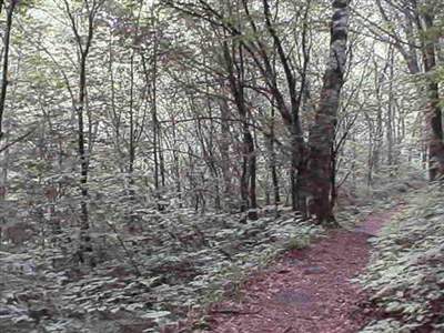 I like to fertilize random trees in the woods.  I feel as though they thank me.