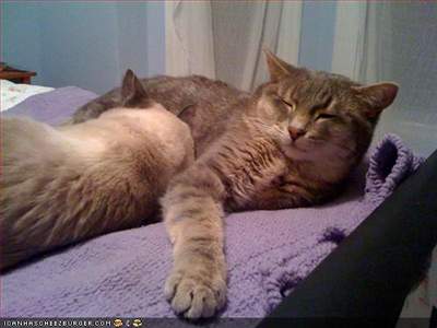 I hate my b/f's cats and they may be making my son sick.